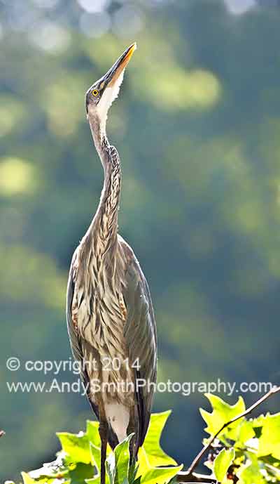 Great Blue Heron at Attention